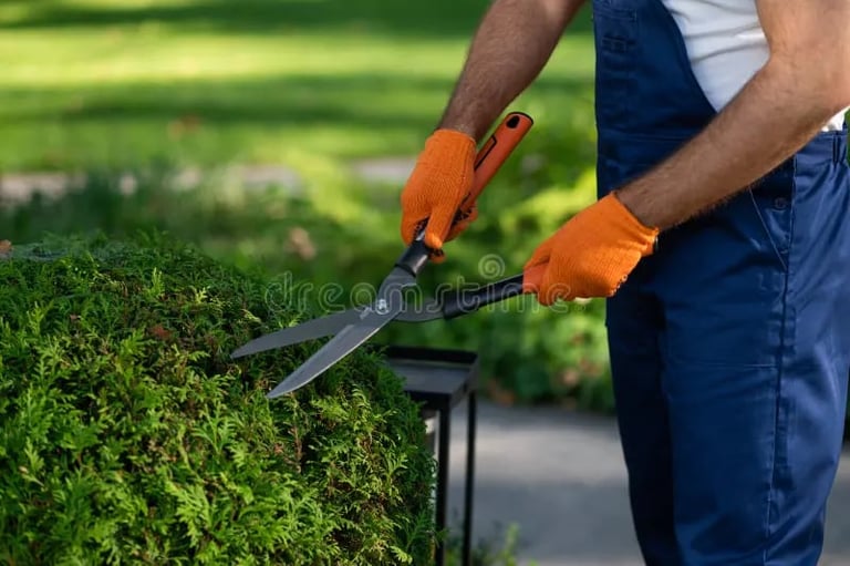 Man in orange gloves trimming green hedge with handheld hedge shears in a garden
